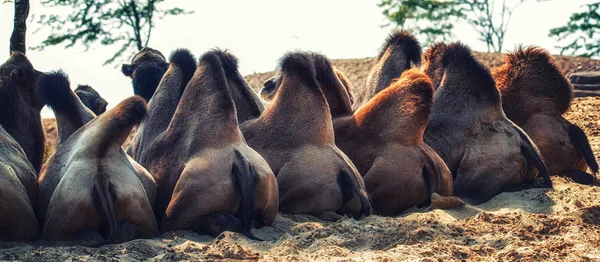 Garby wielbłądów, jak widać z tyłu — Zdjęcie stockowe