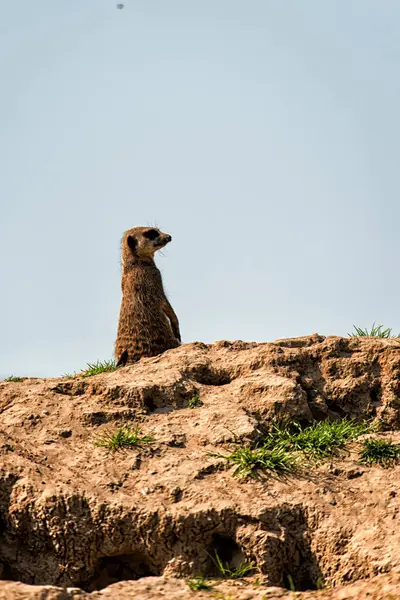 Un Meerkat en el mirador — Foto de Stock