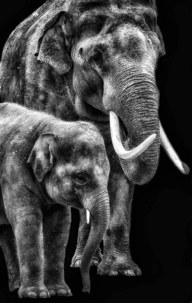 Mère et bébé éléphant — Photo