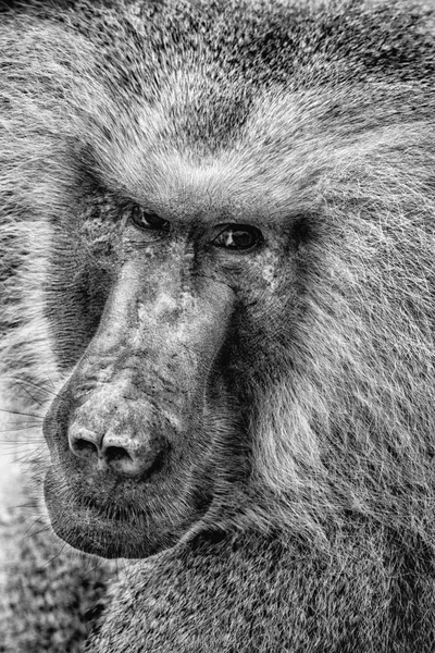 Retrato de um macaco babuíno — Fotografia de Stock