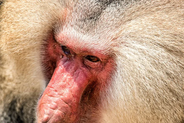 Portret małpka Pawian (Papio hamadryas) — Zdjęcie stockowe