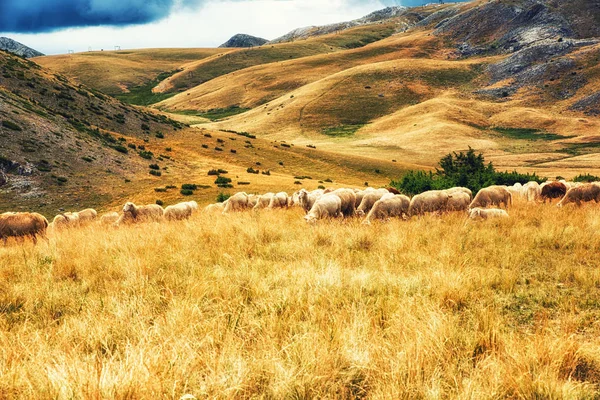 Schapen op de vlakten van nationaal park Mavrovo, Macedonië — Stockfoto