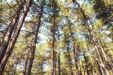 Ohrid, Makedonya satır çam ağaçlarının