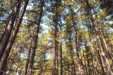 Ohrid, Makedonya satır çam ağaçlarının