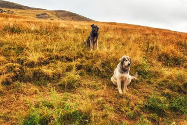 2 Yugoslav sheperd köpekler kırsal kesimde