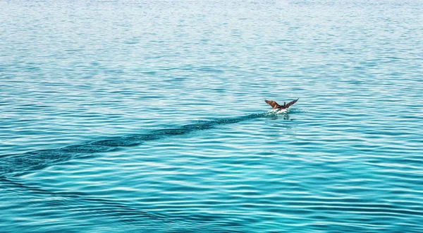 Oiseaux sur le lac Ohrid, Macédoine — Photo