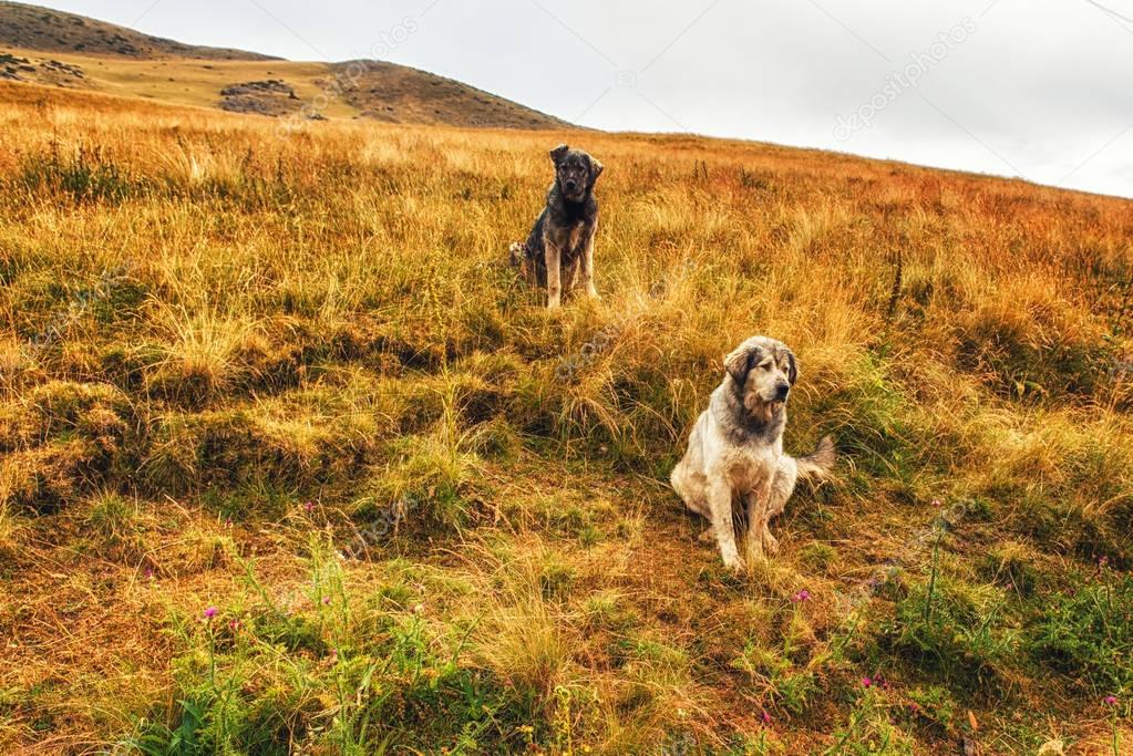 2 Yugoslav sheperd dogs in the countryside