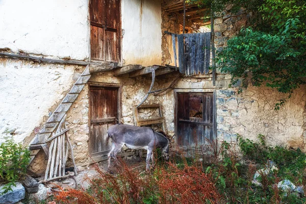 Oslík stojí u starého domu — Stock fotografie