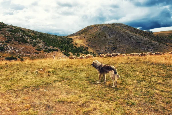 Waakhond en schapen — Stockfoto