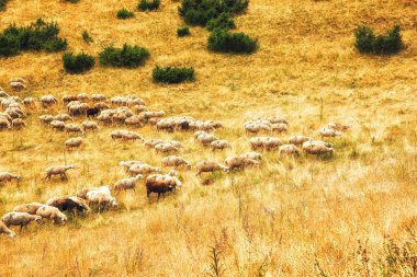 koyun kırsal Makedonya