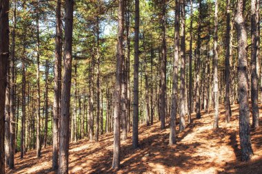 Ohrid, Makedonya satır çam ağaçlarının