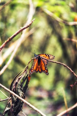 Çiftleşme hükümdarları
