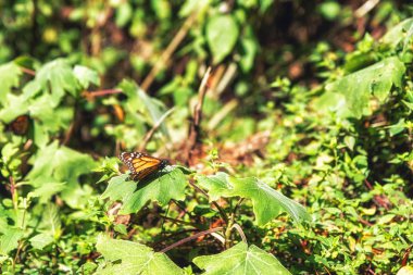 Monarch kelebek yakın çekim