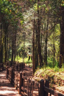 Monarch Kelebek Biyosfer Rezervi