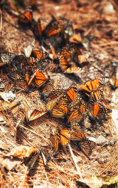 Monarchs Mating — Stock Photo, Image