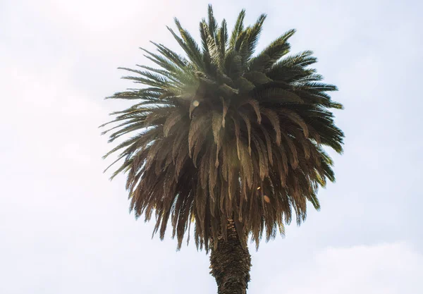 Palmiye ağacı güneşli gökyüzü karşı. — Stok fotoğraf