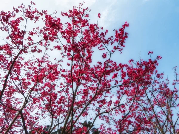 粉红色的樱花 — 图库照片