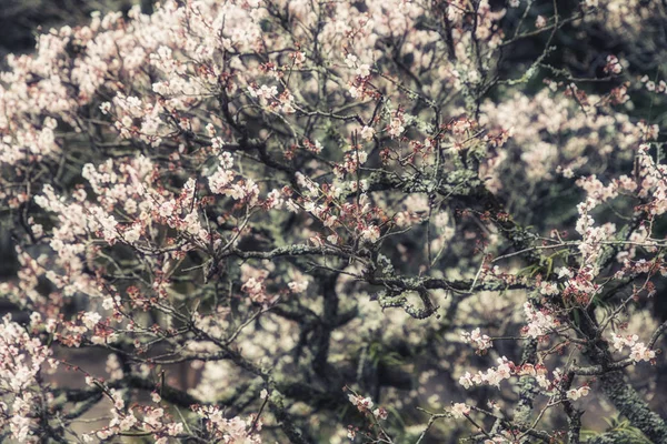 Flor de cereja na primavera — Fotografia de Stock