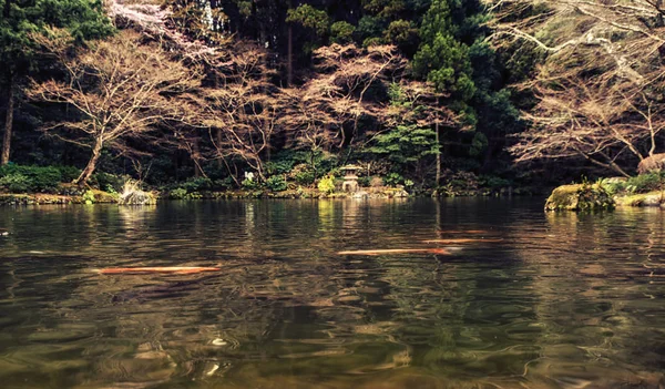 Jardim japonês e carpas koi na lagoa . — Fotografia de Stock
