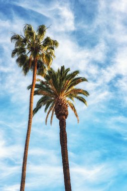 Rodeo Drive Beverly Hills büyüleyici taç-palmiye ağaçları sevdim