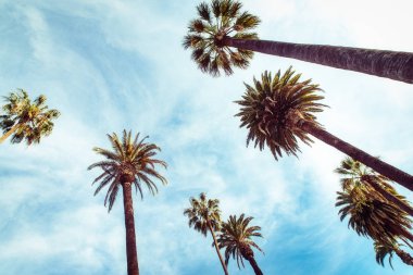 bulutlar arka plan ile mavi gökyüzü güneşli gün Palms