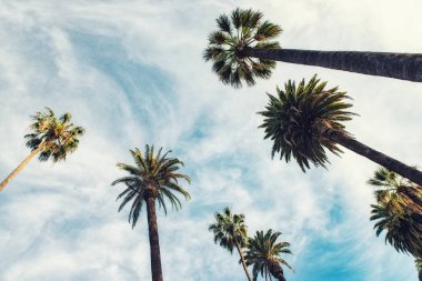 California palmiye ağaçları vintage tarzı.