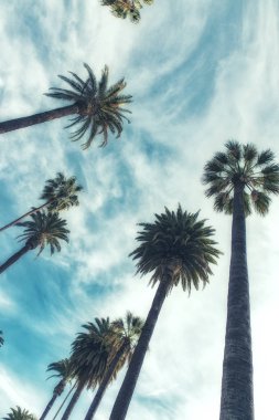 California palmiye ağaçları vintage tarzı.