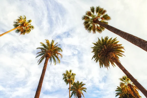 Upward View Palm Trees Blue Sky — Stock Photo, Image