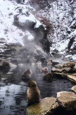 Bir grup Japon makağı Macaca fuscata banyosu..     