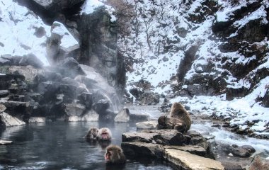 Bir grup Japon makağı Macaca fuscata banyosu..     