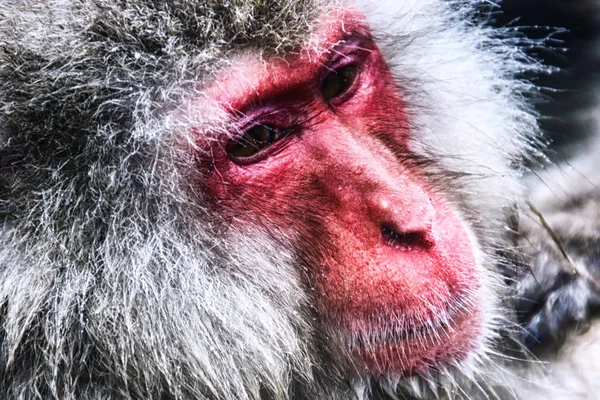 Japońska makaka lub małpa śnieżna (Macaca fuscata), portret — Zdjęcie stockowe