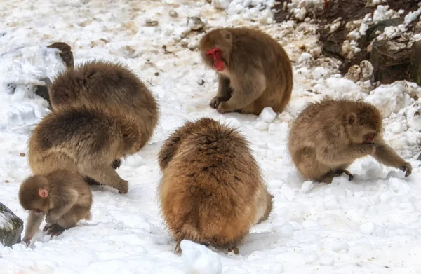 Grupa japońskich małp śnieżnych — Zdjęcie stockowe