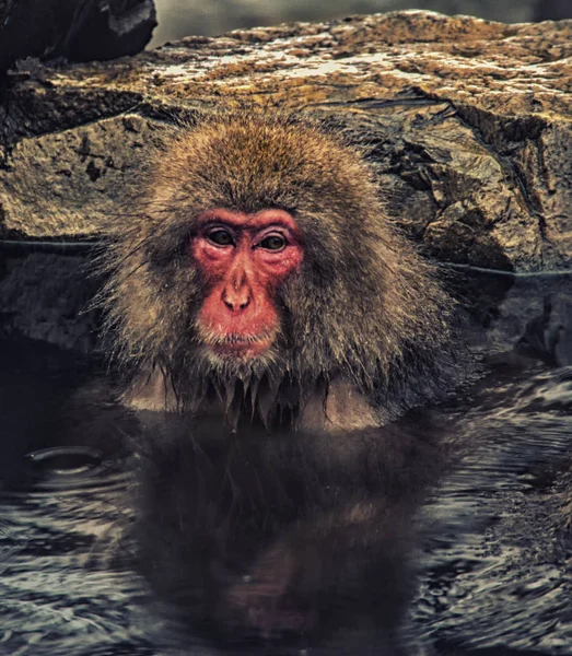 Japońska małpa śnieżna kąpiel — Zdjęcie stockowe