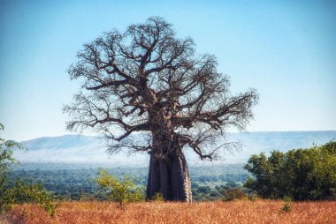 ruaha Milli Parkı 