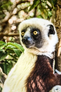 Coquerel 'in Sifaka lemur' u, Madagaskar