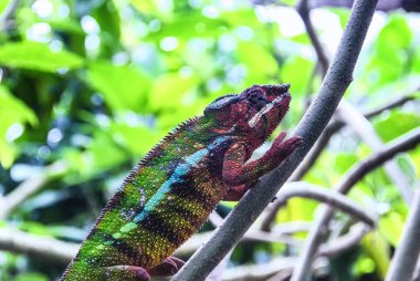 Panter bukalemun (Furcifer pardalis) 