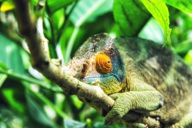 Parson 's Chameleon (Calumma parsonii), Ile Ste. Marie, Doğu Sahilleri