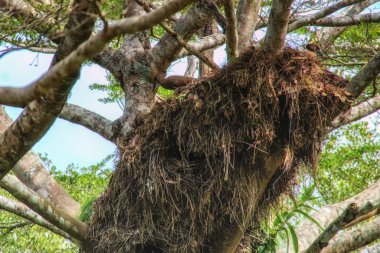 Hamerkop (Scopus umbretta) veya Çekiç başlı kuş s