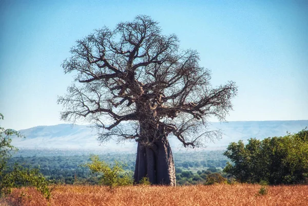 ruaha Milli Parkı 