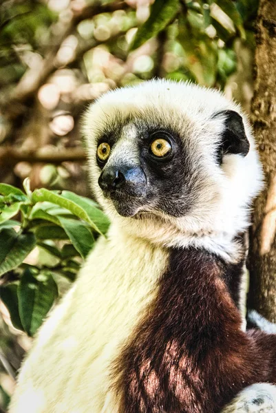 Lémur sifaka de Coquerel, Madagascar —  Fotos de Stock