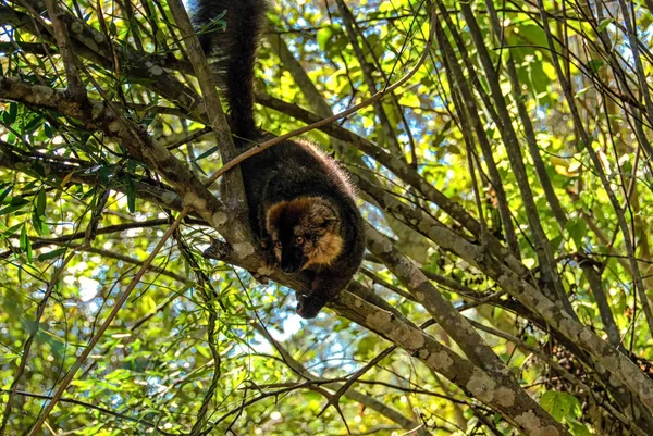 Indri, il più grande lemure del Madagascar — Foto Stock