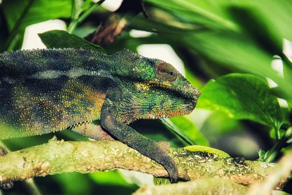 Camaleão de lagarto endémico de Madagáscar — Fotografia de Stock