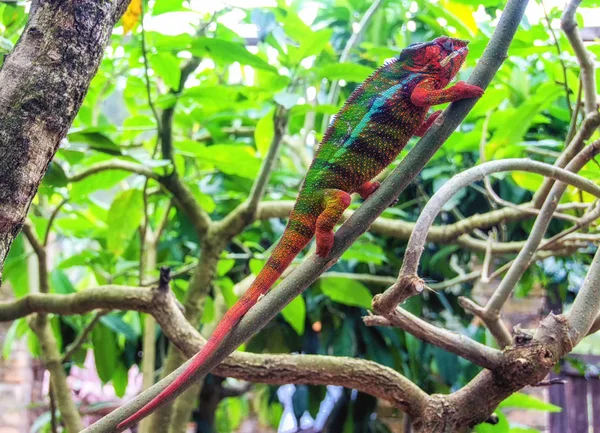 Camaleão-pantera (furcifer pardalis ) — Fotografia de Stock