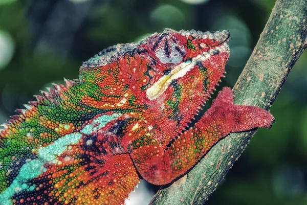 Camaleão-pantera (furcifer pardalis ) — Fotografia de Stock