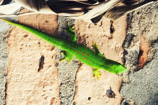 緑のマダガスカルの日Gecko (Pheluma madagascariensis)) — ストック写真