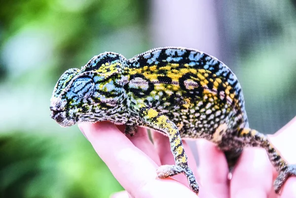 Camaleão de tapete, Madagáscar — Fotografia de Stock