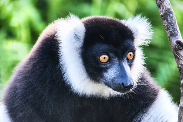 Indri, de grootste maki van Madagaskar — Stockfoto