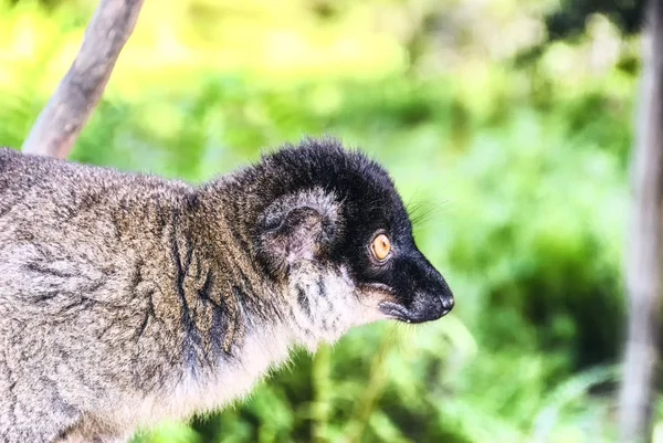 Rode fronted bruin lemur — Stockfoto