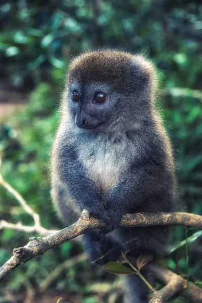 Bamboo lemur in Madagascar — Stock Photo, Image