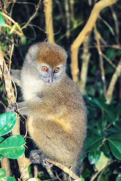 Lemure di bambù in Madagascar — Foto Stock